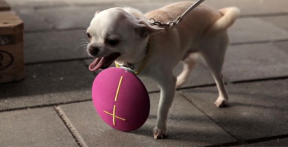 UE ROLL with dog