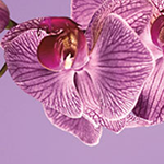 3D orchidee