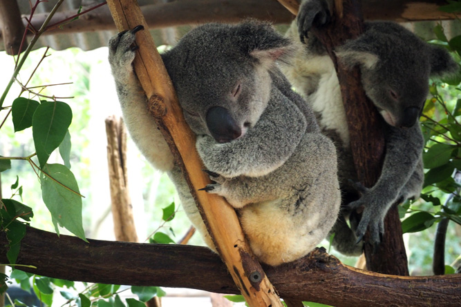 om-D e-m10 foto: koala