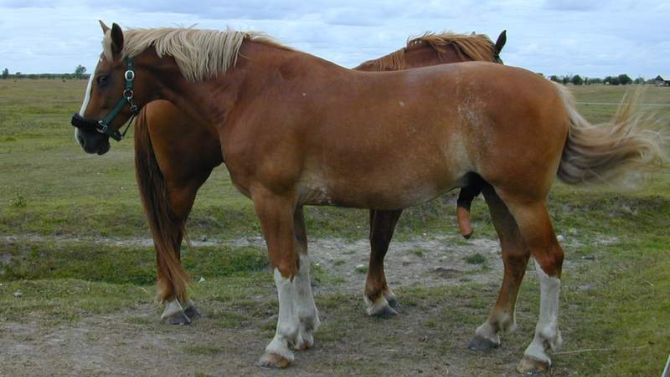 Een paard heeft geen poten, maar benen.